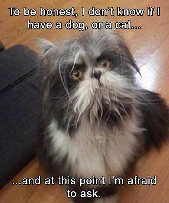 funny-cat-looks-like-dog